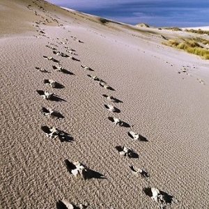 Passeggiata educativa