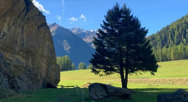 Paesaggio di montagna con albero